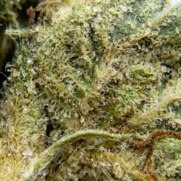 glueberry og m