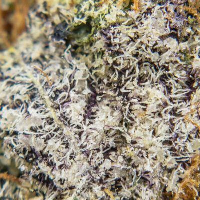 pineapple kush m