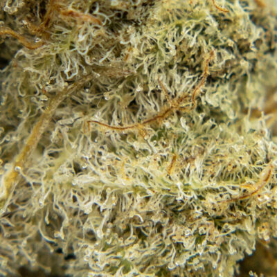 platinum gsc m