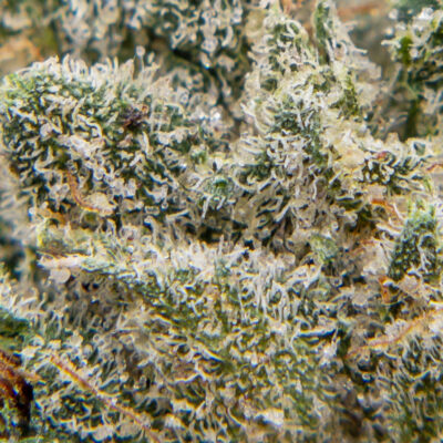 west coast diesel m