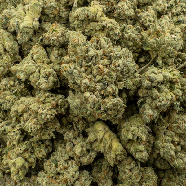 west coast diesel z